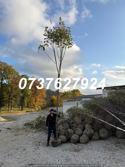 Plante La Balot: Tei, Mesteacăn, Carpen | Factură Disponibilă