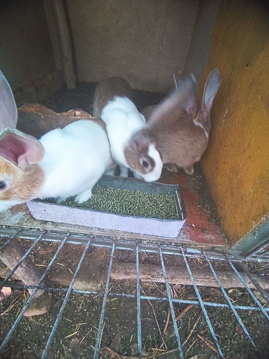 Micul fermier de iepuri