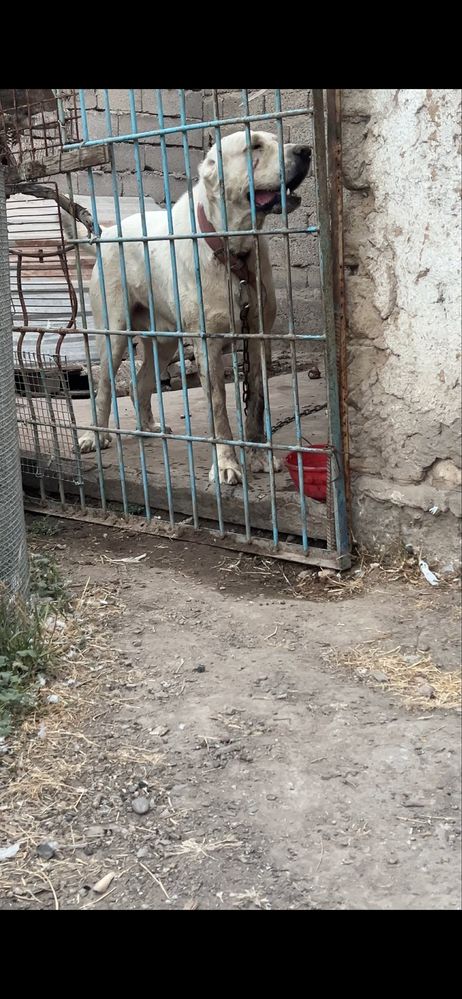 alabay erkak kuchuk sotiladi bir yoshu 6 oylik   500$