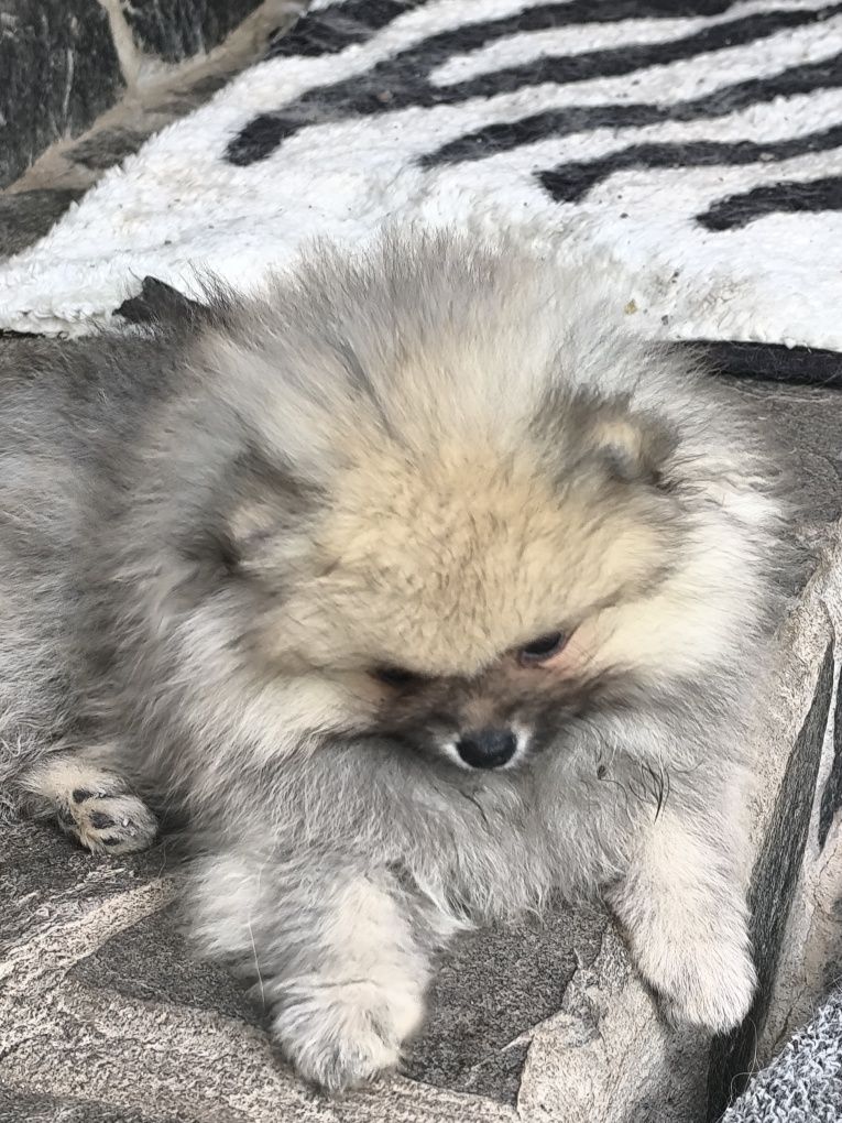 Померани момченца