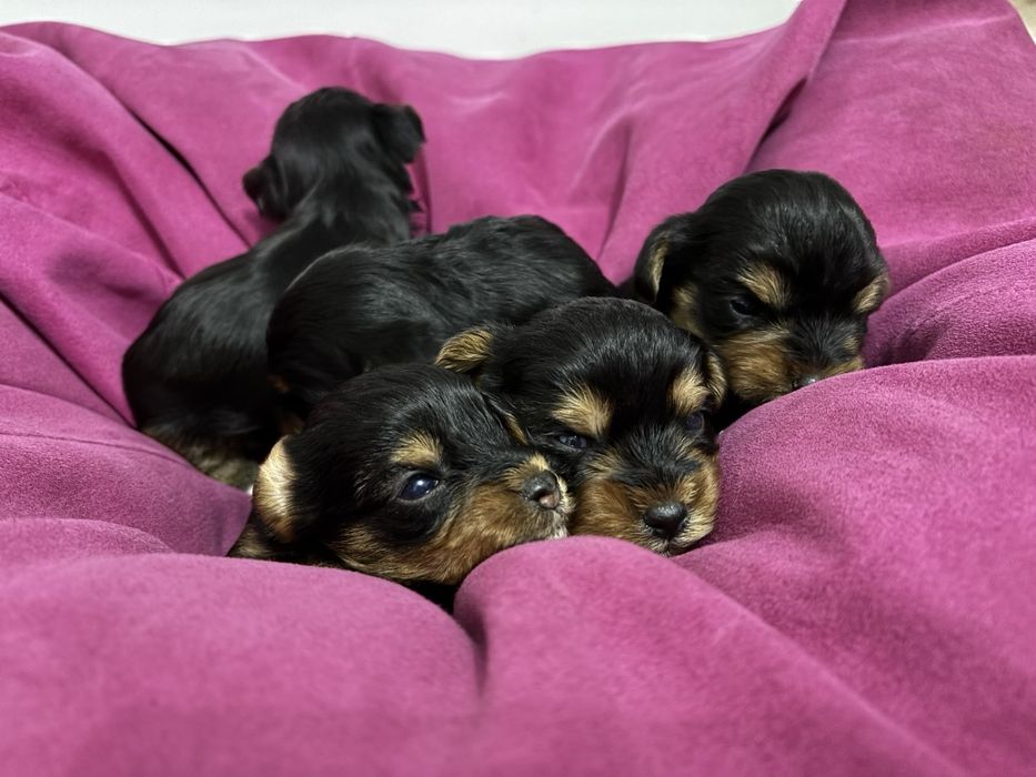 Сладки Йоркита!!!