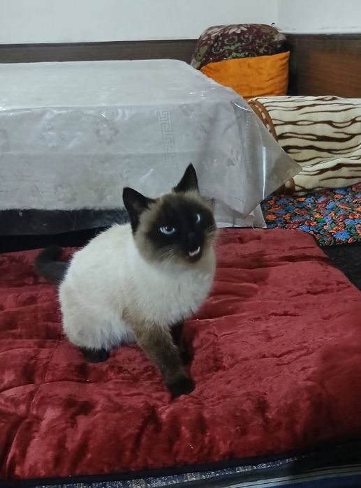 Mushuk sotiladi. Tailand mushugi