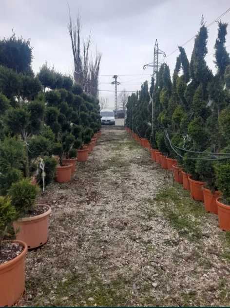 Plante Decorative Oriunde in tara! Gazon Rulou