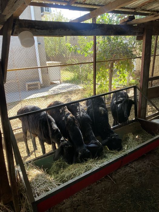 Қой тоқтылар бордақы