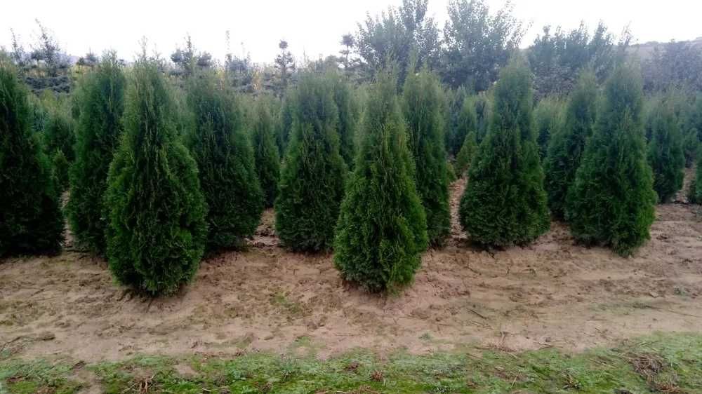 Tuia Smarald de diferite dimensiuni