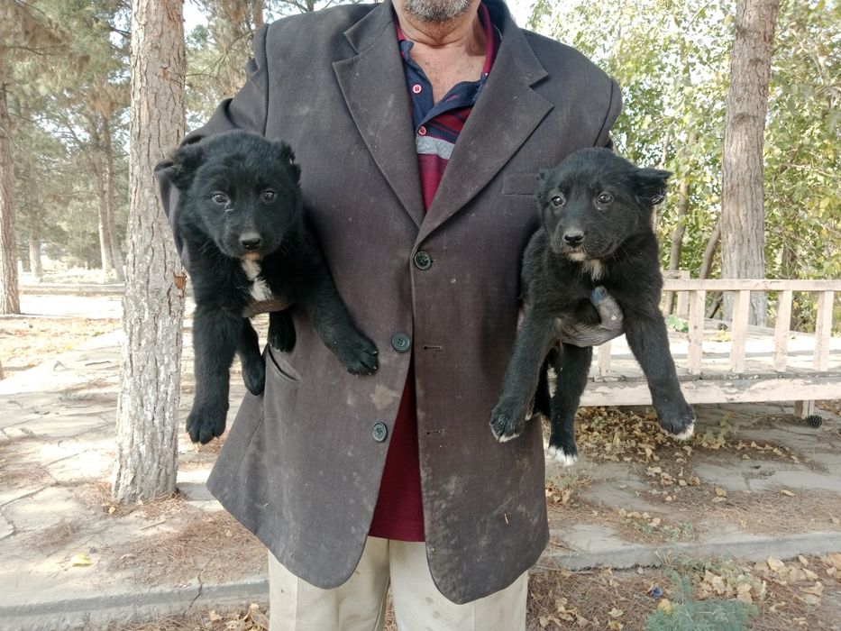 Alabay bollari sotiladi erkak 600 urgʻochi 500mng 1oyga toʻldi