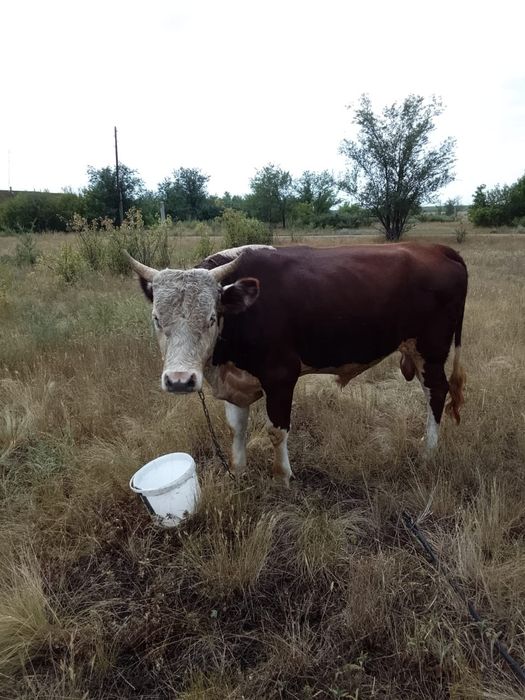 Продам быка, возраст 2,7