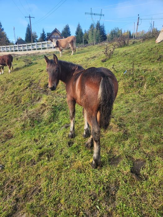 Manz 6 luni de vanzare