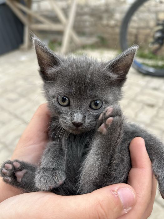 Отдам котенка девочка