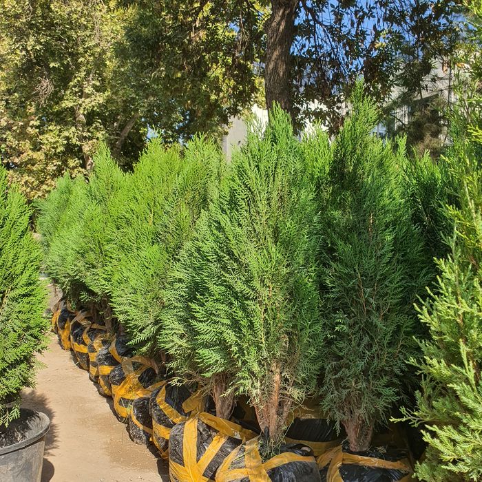 Арча archa туя tuya 1.000 та бор келиштириб берилади