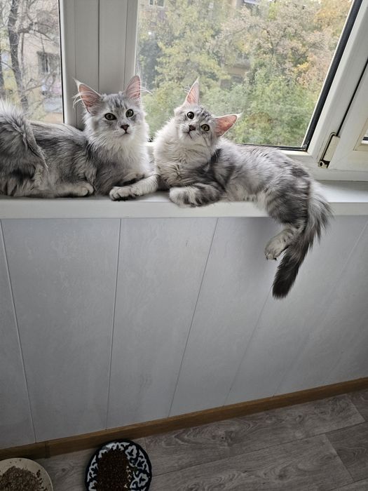 Продажа котят породы май-кун.