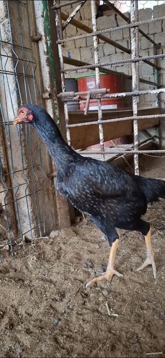 Дакан Макиён 7 ойлик