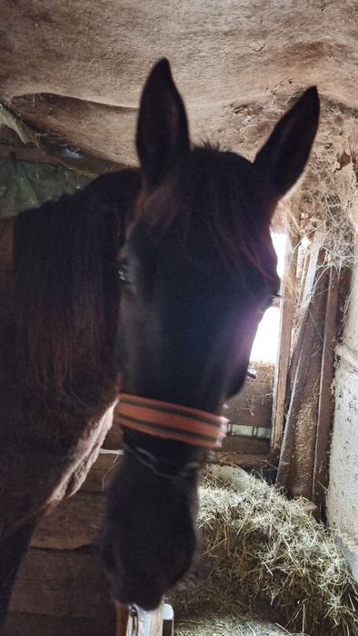 Vând iapa 3 ani si o luna