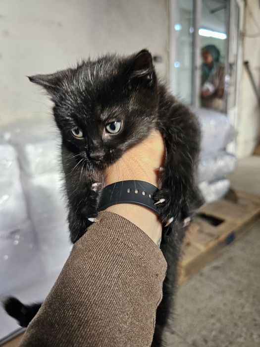 Малко черно котенце