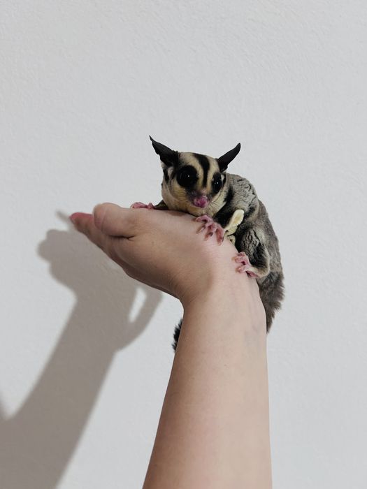 Sugar glider/ veverite zburatoare / petauro dello zucchero