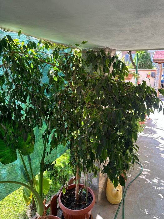 Бенджамини - 2 броя