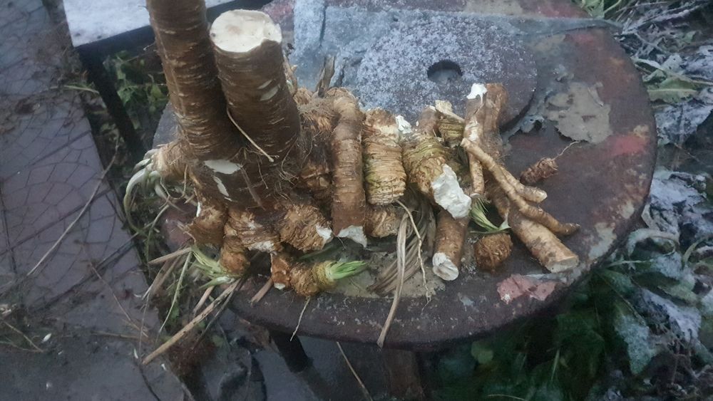 Продам хрен корни
