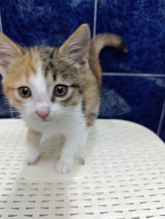 Подарю котёнка в заботливые руки