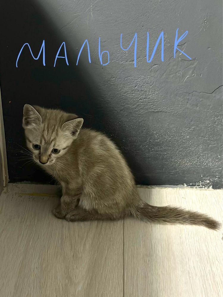 котята домашние