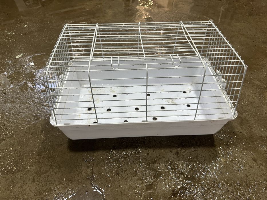 Quyon In (яшик для Кроликов)