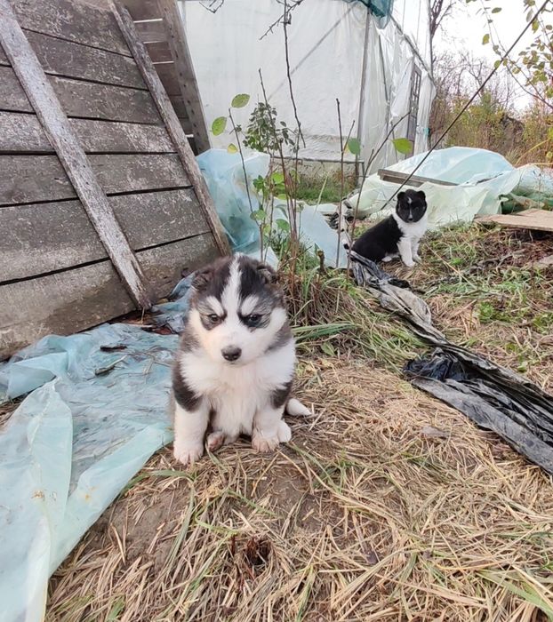 Donez cățeluși maidanezi