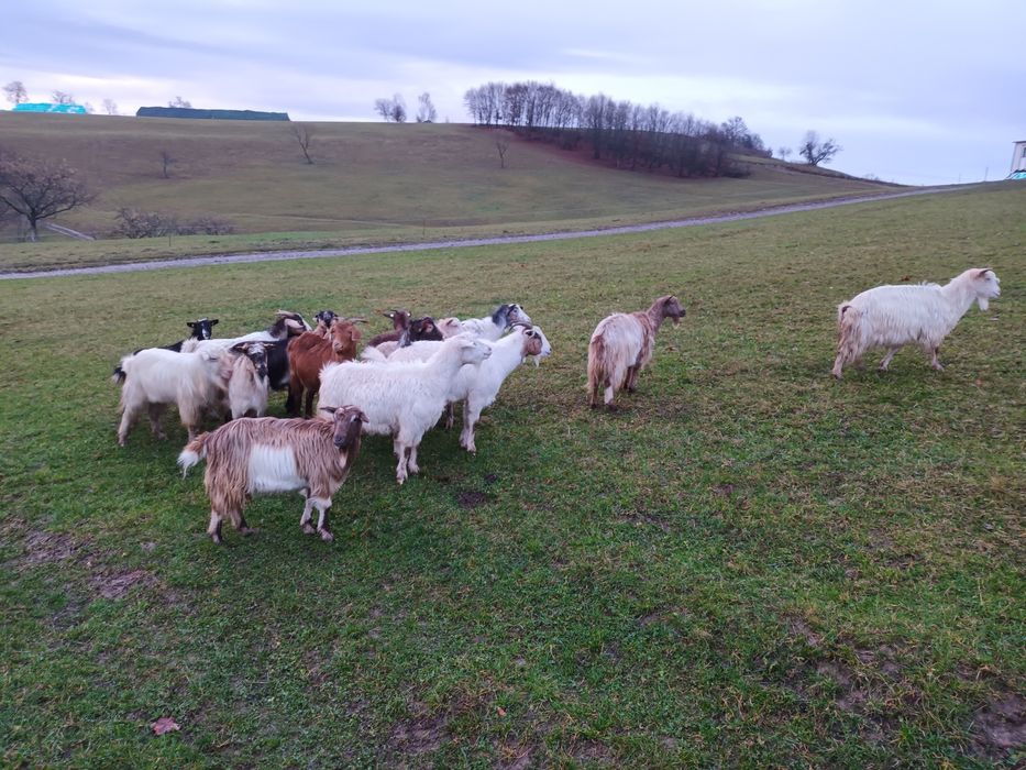 Vând capre gestante