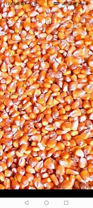 Vând porumb boabe