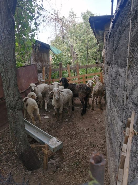 Продам срочно баран