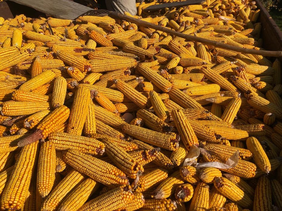 Malai-an 2025,pret 0,90