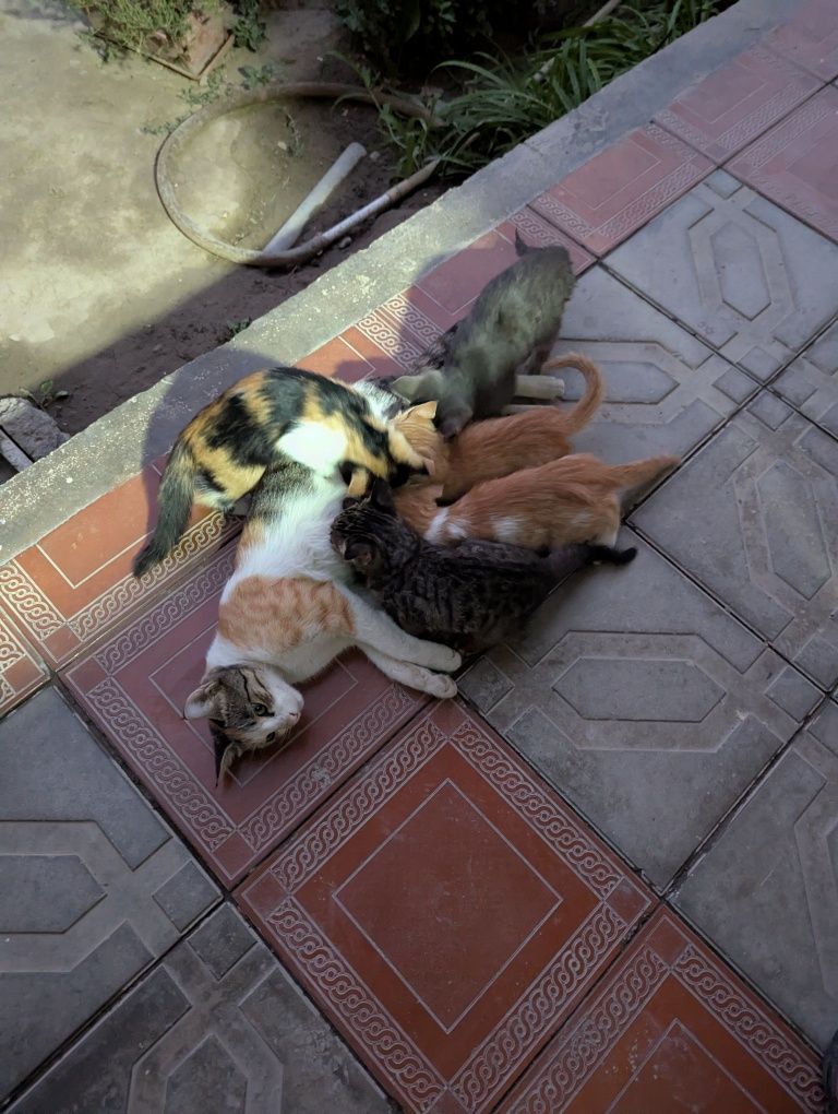 Отдам котят в хорошие руки