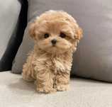 Maltipoo Mini Toy
