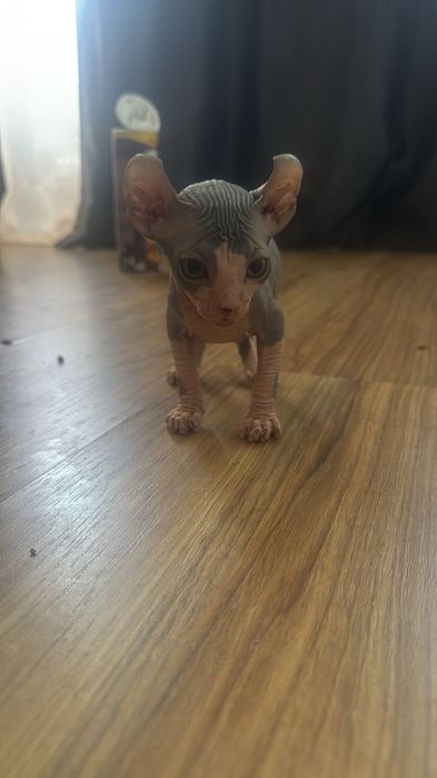 Fetiță gata de plecare , cu toate actele in regula.