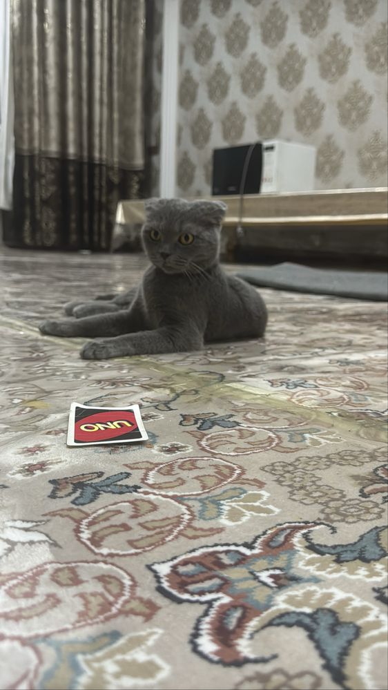 Продаются котята
