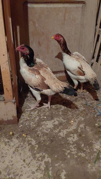 Дакан курицы на продаже