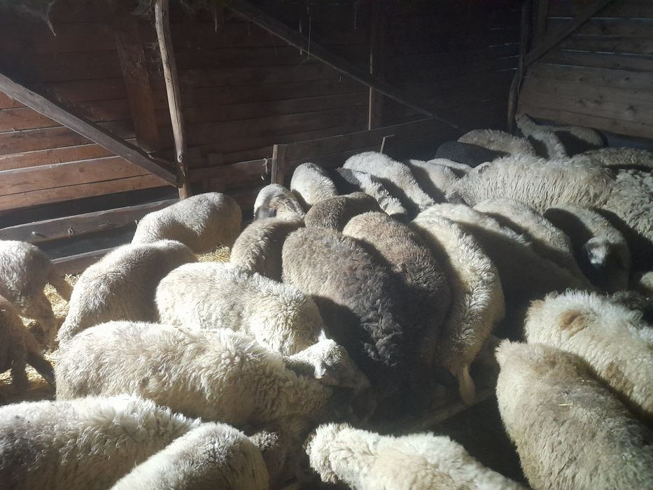 Vind miei de Sf sarbatori de Paste production 2025 rasa de carne