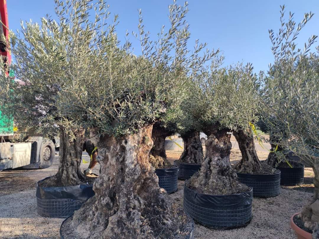 Măslini bonsai seculari ornamentali