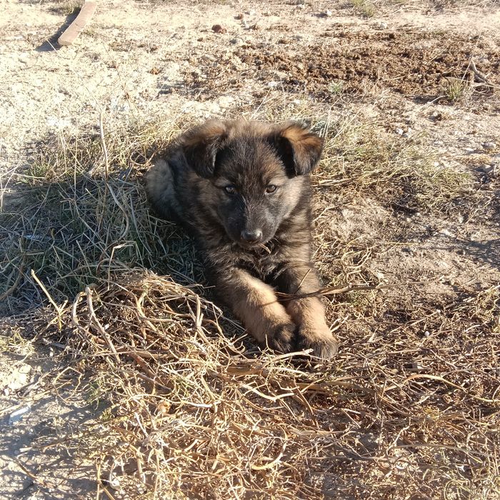 Ұрғашы күшіктер бар