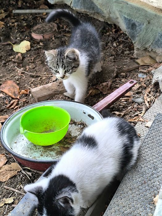 Две котета си търсят дом подарявам ги