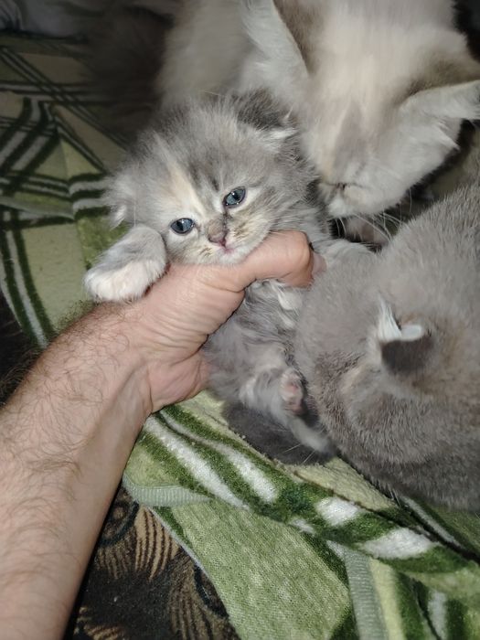 Продаются котята, от правильной вязки.
