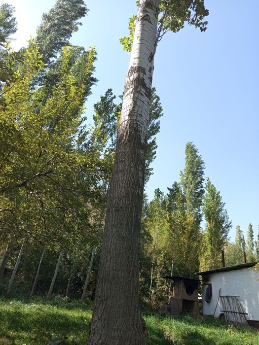 Тераклар сотилади