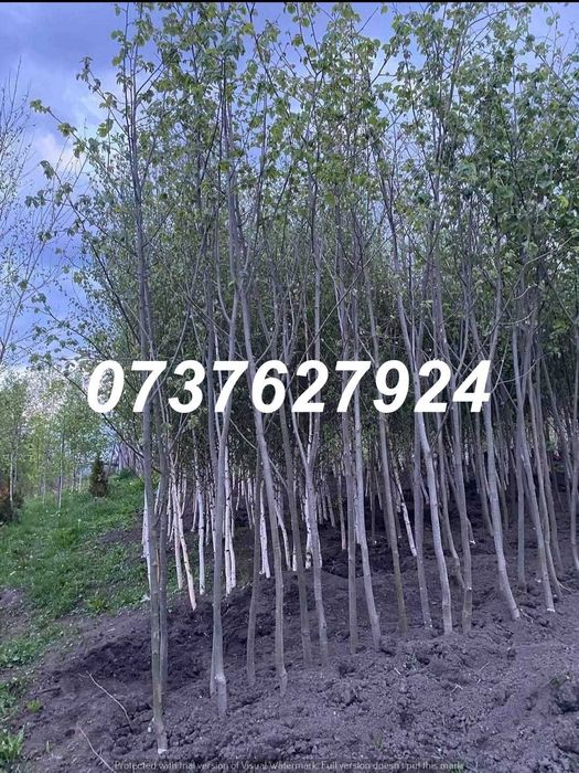 Carpen, Mesteacăn, Arțar | Plante La Balot | Poze Video