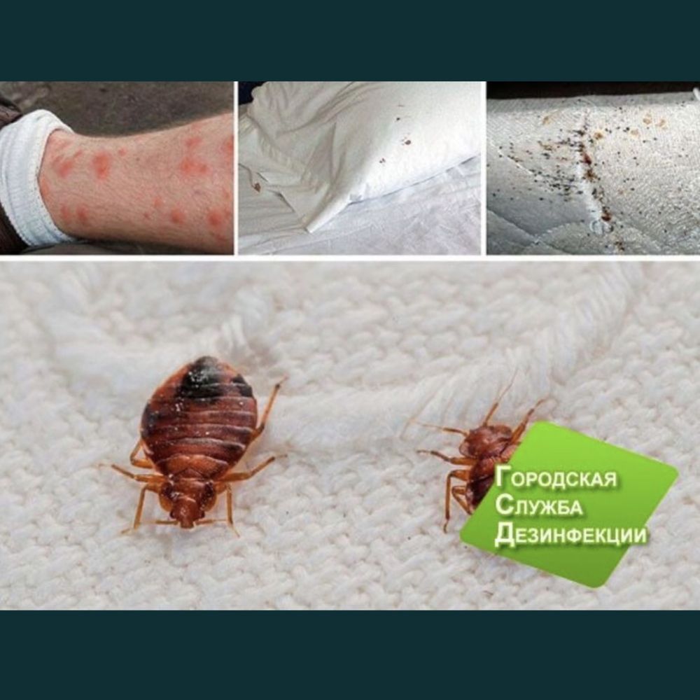 Дезинфекция против насекомых от клопы