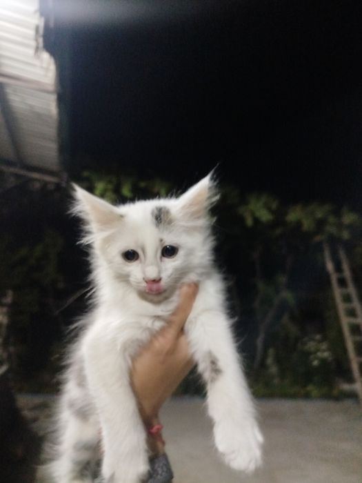 Котята домашние 4 шт