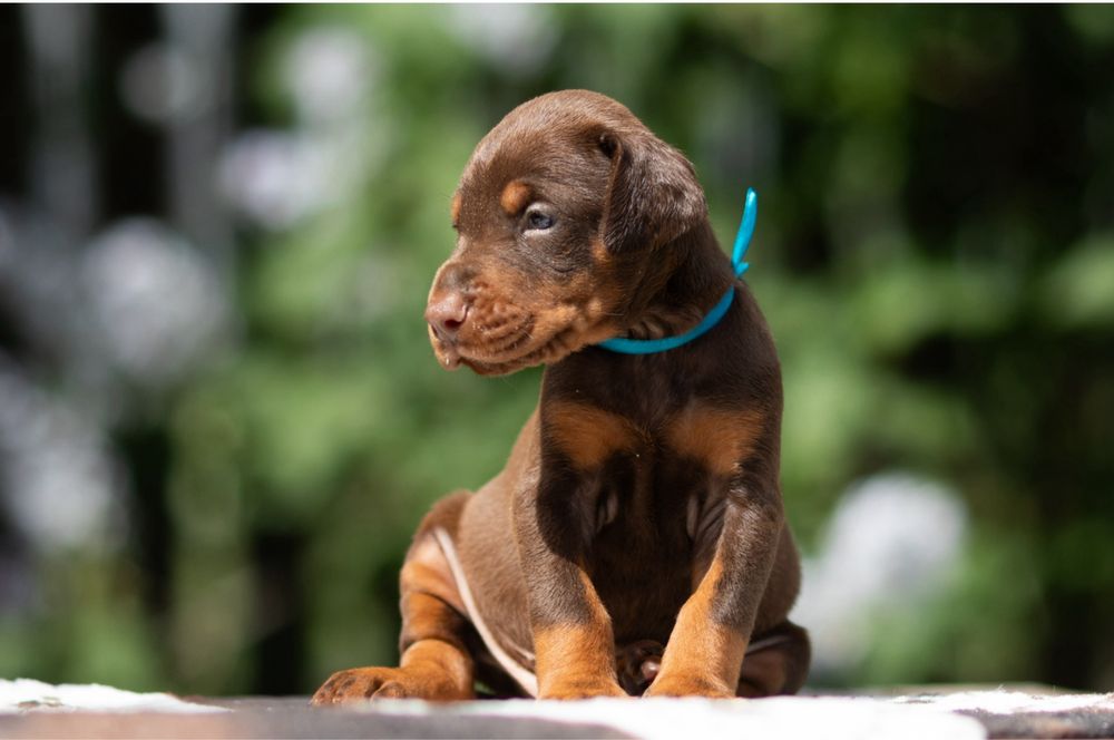 Pui dobermann cu pedigree