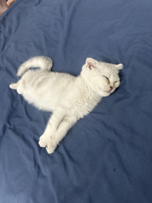 Шотланский Котенок продается
