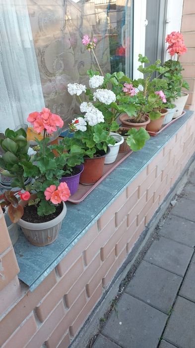 Цветы  разный домашние