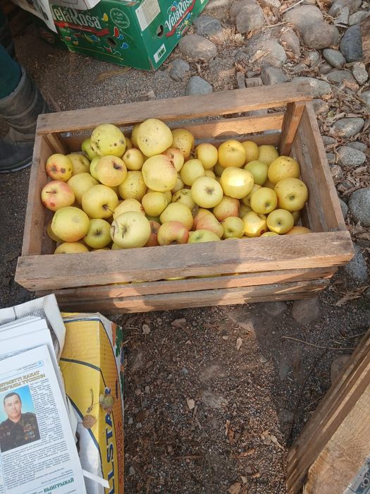 Продам яблоки 3 сорт по 80 т.Есть и хорошие цена  300т золотой америка