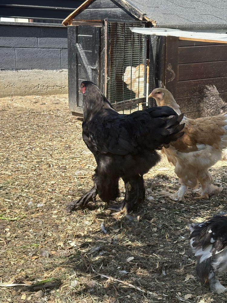 Cocosi Brahma tineti de 4 luni vaccinati la zi si perfecti sanatosi.