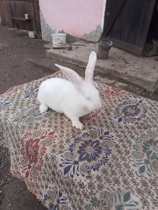 Vând Iepuri Hicole francezi și Uriași de Transilvania