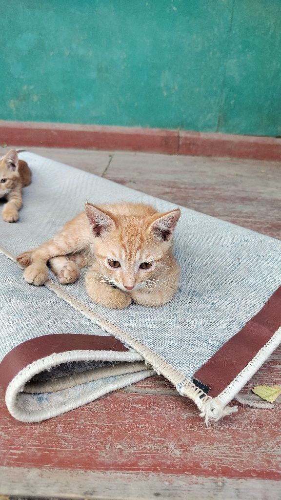 Котята 2 месяца шустрые